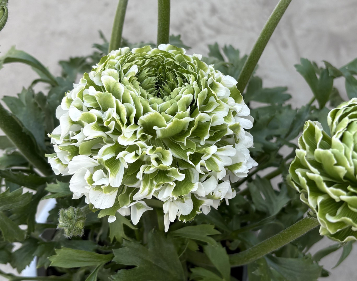 3鉢同梱ラナンキュラスポンポンシリーズ5号 | 根本園芸オンラインストア